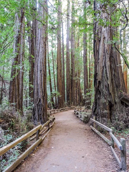 Muir Ormanı Ulusal Anıtı. San Francisco.