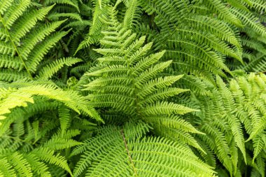 Doğa geçmişi. Finlandiya. Aulanko. Güzel sonbahar manzarası. Sonbahar ormanı. Hava görünümü.