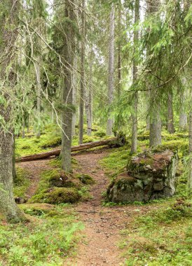 Doğa geçmişi. Finlandiya. Aulanko. Güzel sonbahar manzarası. Sonbahar ormanı. Hava görünümü.