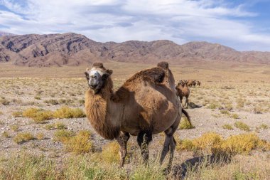 Kırgızistan Boğazı. Mavi. Dağ vadisi. Panoramik manzara. Park, açık hava..