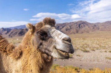 Kırgızistan Boğazı. Mavi. Dağ vadisi. Panoramik manzara. Park, açık hava..