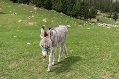 Kırgızistan Boğazı. Mavi. Dağ vadisi. Panoramik manzara. Park, açık hava..