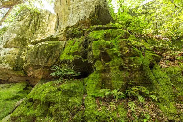 ABD, Mayıs 2019, Rock City Gardens 'a bakın.