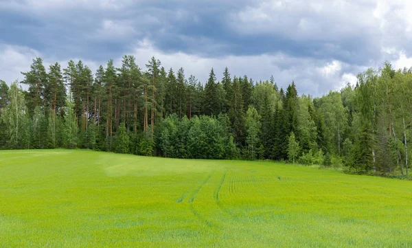 Tarlalar, Finlandiya gölleri. Panoramik alan manzarası. Güzel doğa arkaplanı.