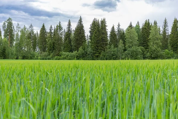 Fields, lakes of finland. Panoramic field landscape. Beautiful nature background.