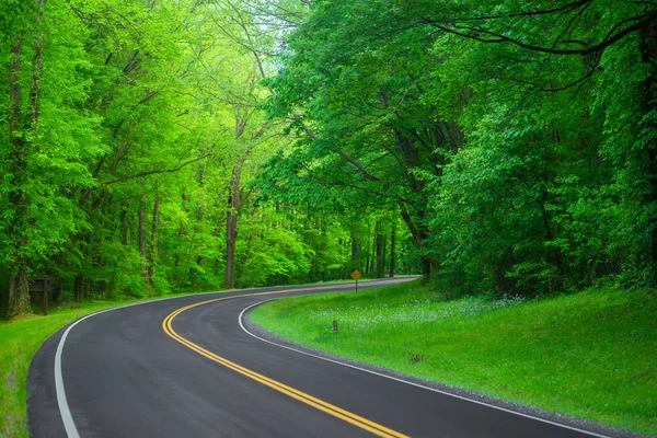 Hermoso Camino Bosque Grandes Montañas Humeantes Tennessee Estados Unidos Imagen De Stock