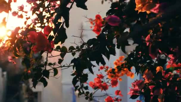 Λουλούδια Στο Ηλιοβασίλεμα Της Πόλης Οία Σαντορίνη Ελλάδα — Αρχείο Βίντεο