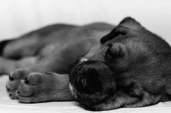 Cachorro Perro Durmiendo — 图库照片