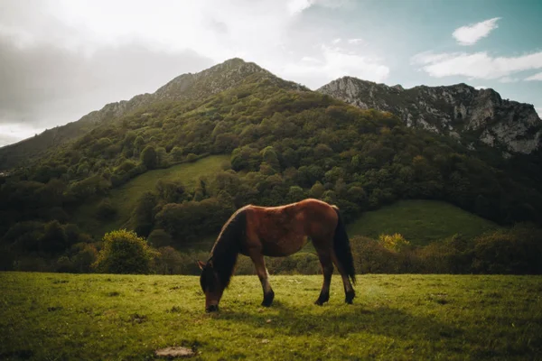 Paisaje de asturias con Caballo 
