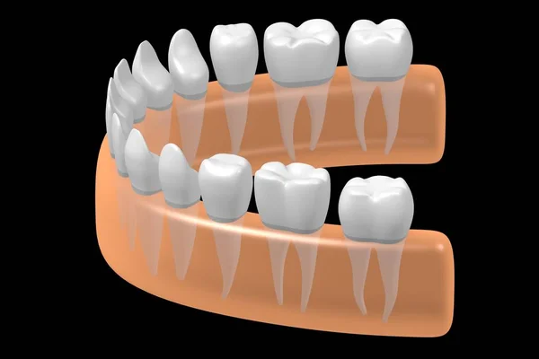 Dientes Humanos Sanos Ilustración — Foto de Stock