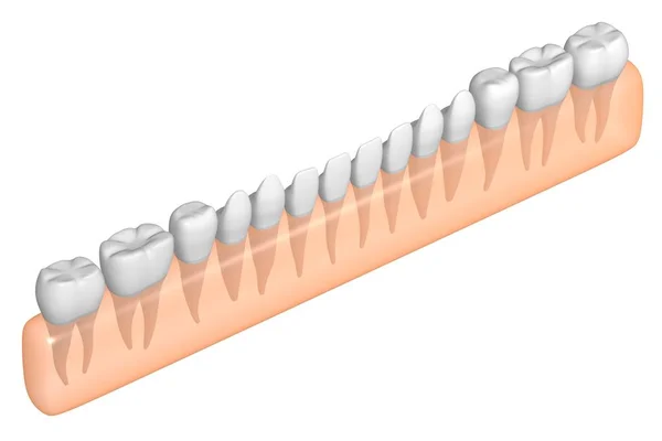 Healthy Human Teeth — Stock Photo, Image