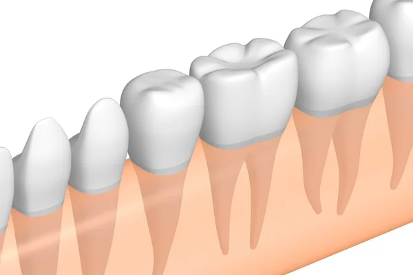 Dientes Humanos Ilustración —  Fotos de Stock