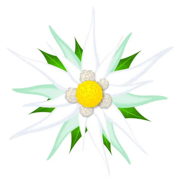 Oktoberfest Flower Edelweiss White Background — Stock Photo, Image