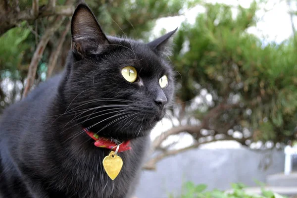 Чорний Кіт Червоним Коміром — стокове фото