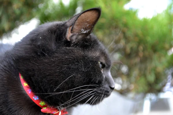 Gato Negro Con Cuello Rojo —  Fotos de Stock