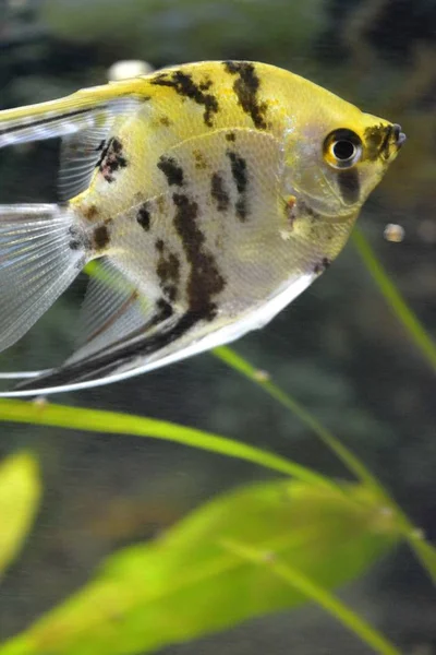 Peixes Escalares Nadando Aquário — Fotografia de Stock