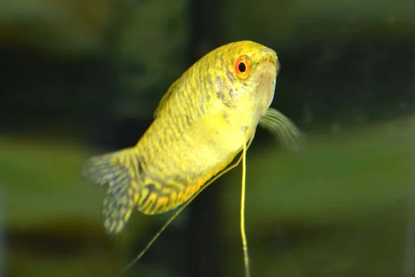Риба Гурамі Плаває Акваріумі — стокове фото