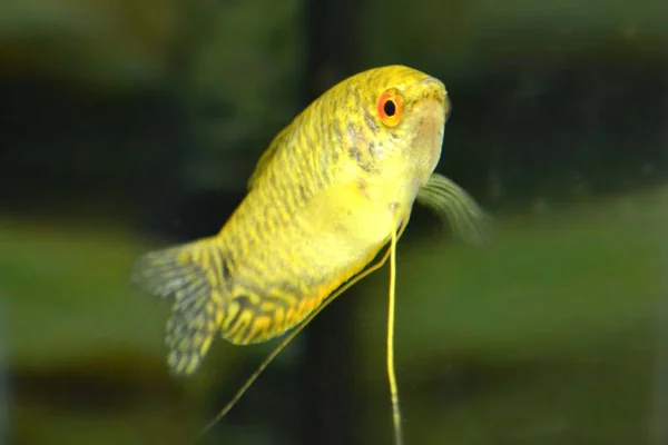 Peixes Gurami Nadando Aquário — Fotografia de Stock