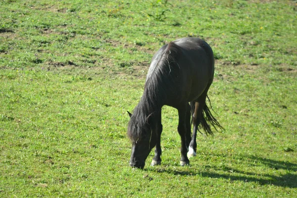 Cavalo Grama — Fotografia de Stock