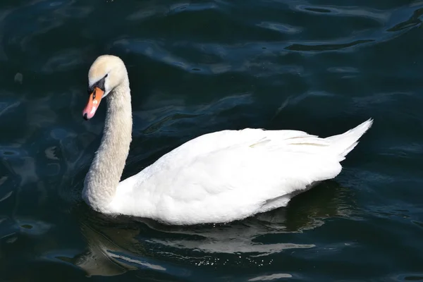 Swan Plavání Vodě — Stock fotografie
