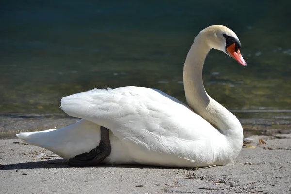 Swan Handpåläggning Shore — Stockfoto