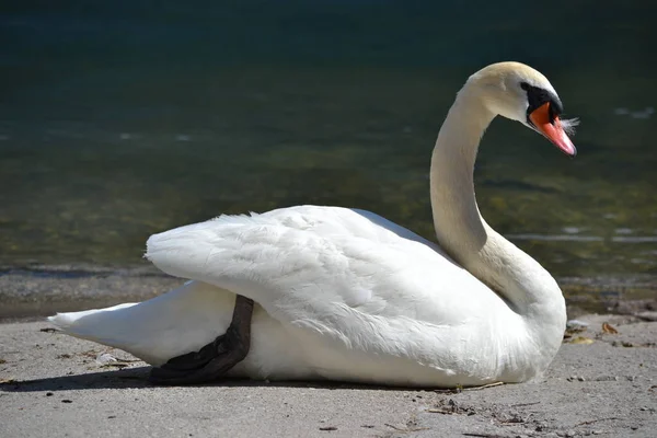 Swan Handpåläggning Shore — Stockfoto