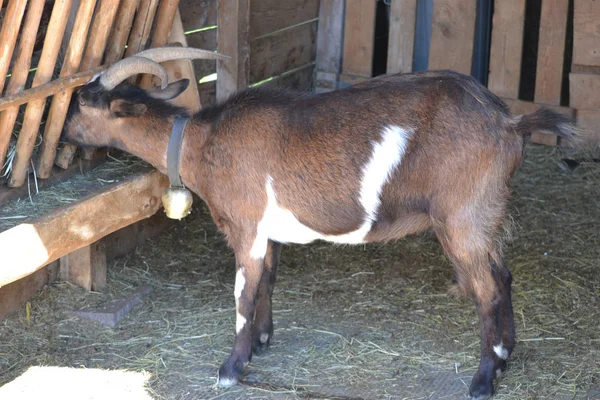 Cabra Comiendo Heno Granero — Foto de Stock