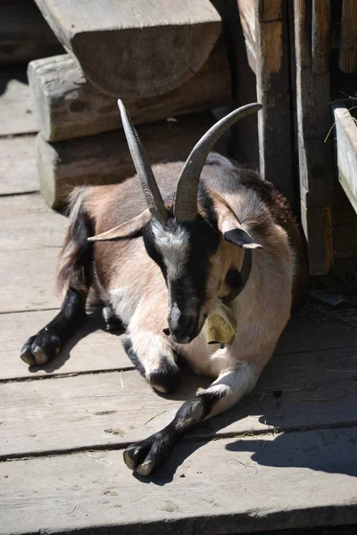 Koza Drewniane Biurko — Zdjęcie stockowe