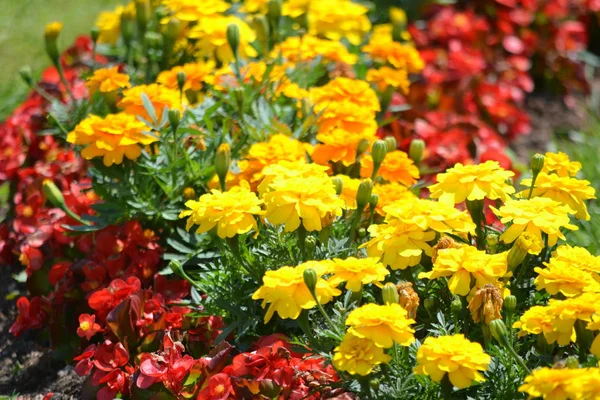 Gula Och Röda Blommor — Stockfoto