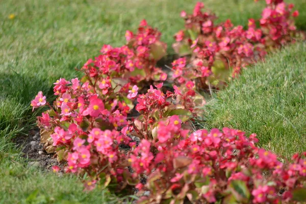 Ροζ Κοκκινο Λουλούδια Παρτέρι Γρασίδι — Φωτογραφία Αρχείου