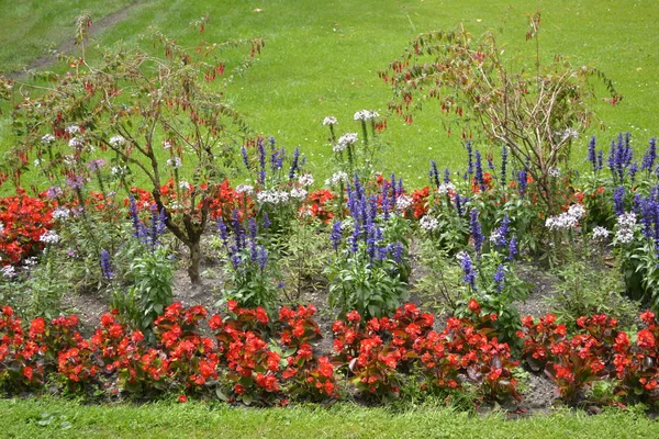 Flores Rojas Azules Macizo Flores Jardín — Foto de Stock