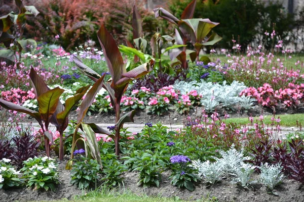 Färgglada Blommor Blomsterrabatt Trädgård — Stockfoto
