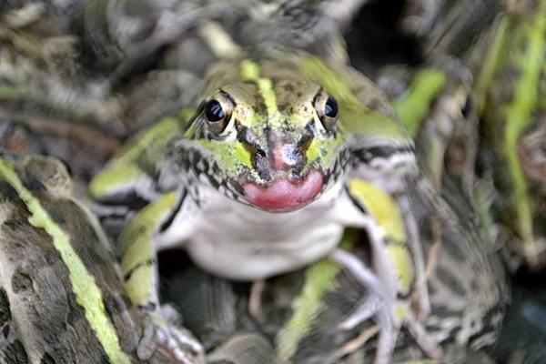 Green Frog Selective Focus — Stock Photo, Image