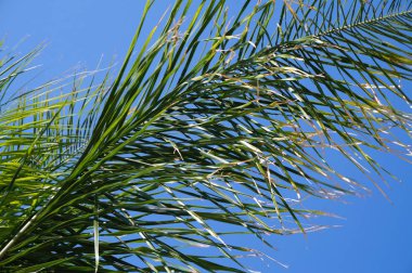 Palmiye ağacı - egzotik bitki