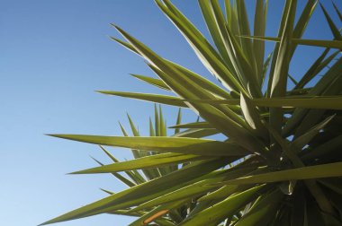 Palmiye ağacı - egzotik bitki