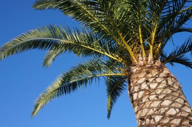 Palmiye ağacı - egzotik bitki