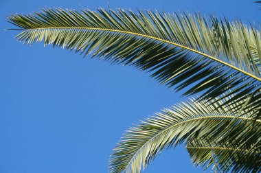 Palmiye ağacı - egzotik bitki