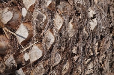 Palmiye ağacı gövde fotoğraf