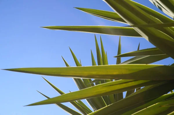 棕榈树 异国情调的植物 — 图库照片