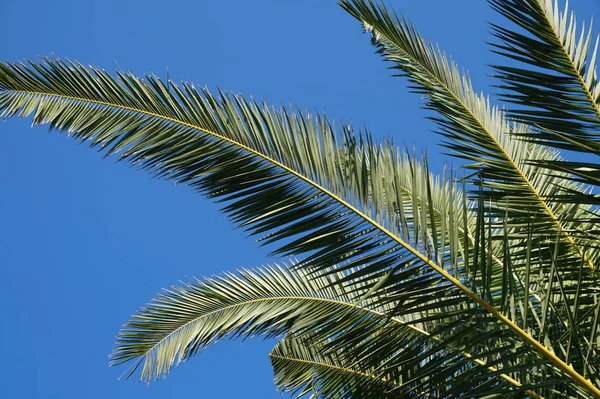 Palm Tree Exotiska Växter — Stockfoto