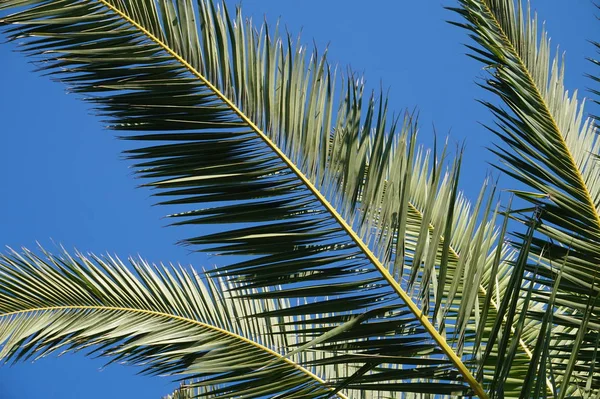 Palm Tree Exotiska Växter — Stockfoto