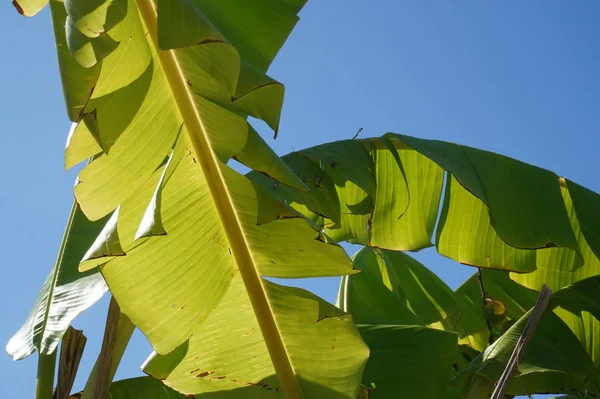 Palm Tree Exotiska Växter — Stockfoto