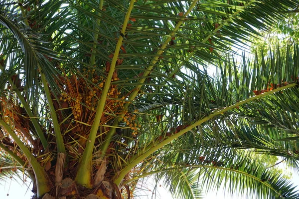 Palm Tree Exotiska Växter — Stockfoto