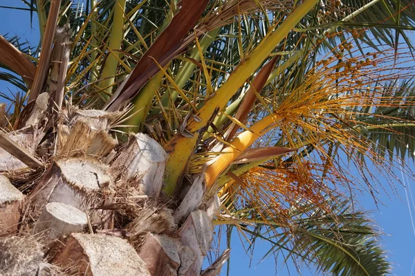 Palm Tree Exotiska Växter — Stockfoto