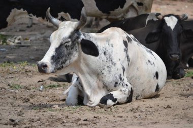 Holly inek Hindistan'da bir sokakta