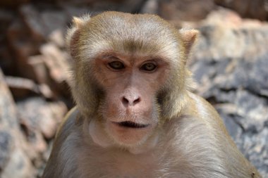 Maymun - portre, ufuk arka plan