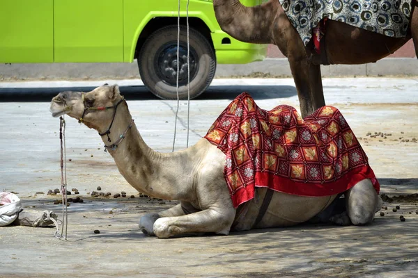 Camel Street India — Stock Photo, Image