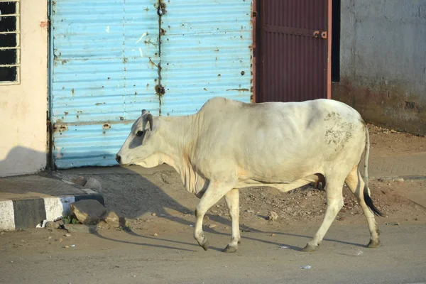 Holly Koe Een Straat India — Stockfoto