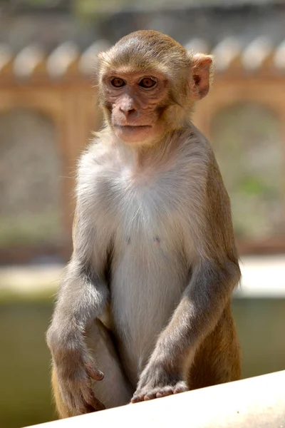Monkey Selective Focus India — Stock Photo, Image