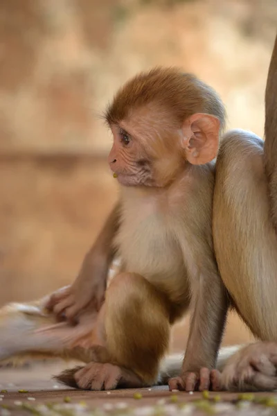 Junger Affe Nahaufnahme Indien — Stockfoto